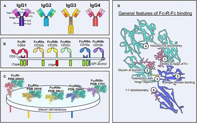 Considerations of Antibody Geometric Constraints on NK Cell Antibody Dependent Cellular Cytotoxicity